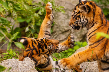 Sumatran tiger family with two little cubs
