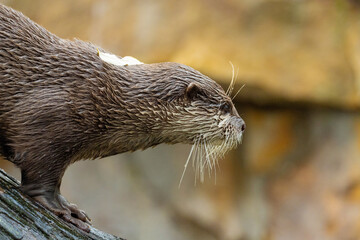 Asian small clawed otter Amblonyx cinerea, small clawed otter