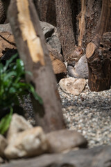 Ceylon cat sleeping in captivity.
