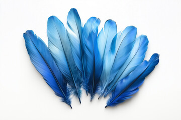 Naklejka premium blue feathers of the Hyacinth Ara bird on a white background