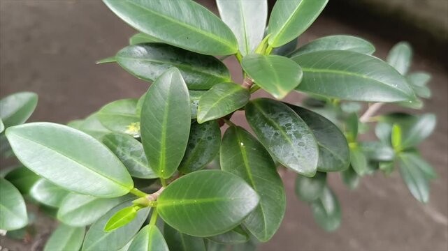green ornamental plant leaves video footage