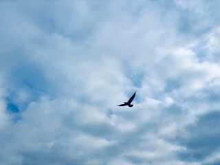 a seagull flies in cloudy sky