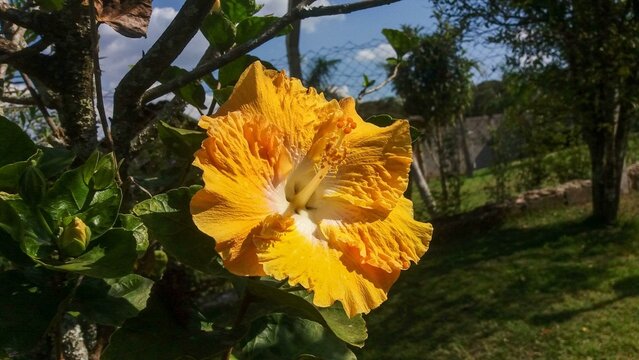 Yellow Hibiscus Flower