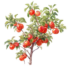 Illawarra Plum Tree with Fruit &ndash; Unique Watercolor Vector Illustration for Artistic Designs  
