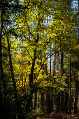 Fototapeta premium Sunlight filtering through colorful autumn trees in a forest