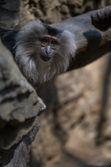 A lion macaque monkey observes the surroundings.
