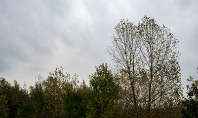Poplar trees in autumn under cloudy sky. Copy space, Nature landscape