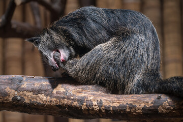A binturong beast cleans its leg.

