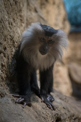 Naklejka premium A lion macaque monkey observes the surroundings. 