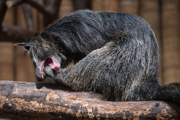 A binturong beast cleans its leg.

