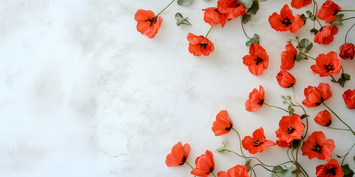 scarlet poppies on white background, background for postcards, ads, graphic resources with empty space for text