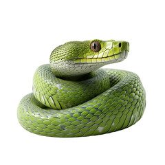 Snake Isolated On White Background	