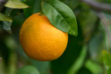Ripened orange hangs from a lush green tree branch in a sunlit orchard during autumn
