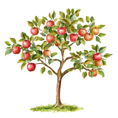 Kei Apple Tree with Fruit – Watercolor Illustration, Vibrant Botanical Art, Hand-painted Kei Apple Tree, Nature-inspired Watercolor Vector Design  
