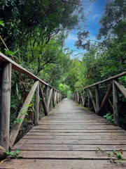 Vertical image of a wooden path through the undergrowth