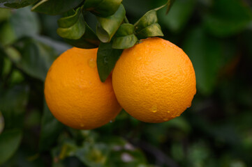 Plump oranges hang from lush green branches under the bright sunlight in a vibrant orchard