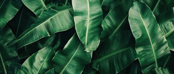 A close-up view of lush green leaves creating a vibrant, natural backdrop.