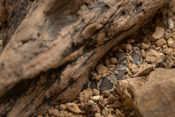 Top view of buried snake under wood in sandstone.
