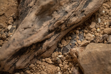 Top view of buried snake under wood in sandstone.
