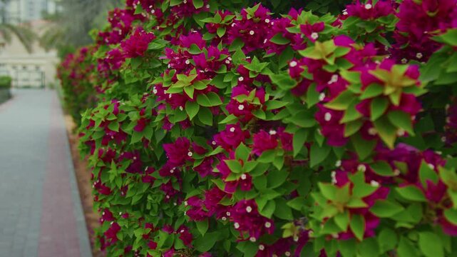 red flowers