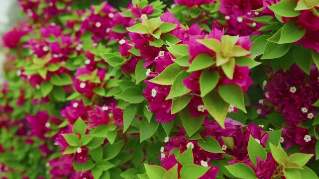 red flowers
