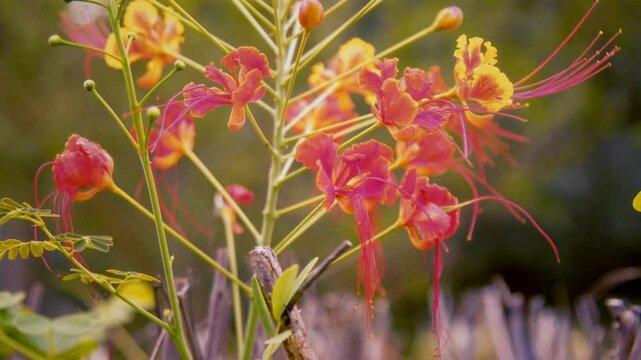 Orange and red flowers