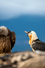 Bearded Vulture (Gypaetus barbatus) photographed in Spain