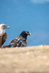 Bearded Vulture (Gypaetus barbatus) photographed in Spain