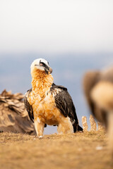 Bearded Vulture (Gypaetus barbatus) photographed in Spain