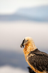 Bearded Vulture (Gypaetus barbatus) photographed in Spain