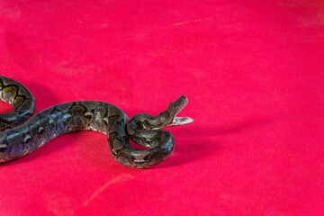 Snake coiled on red surface showcasing natural camouflage and movement in indoor space