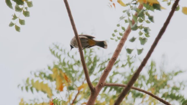 Tiny bird on a tree