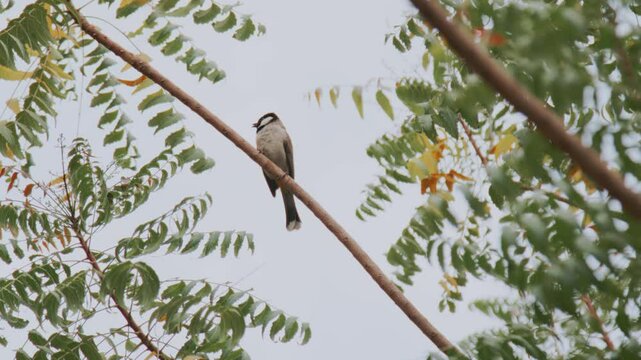Tiny bird on a tree