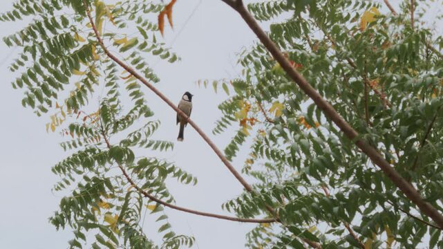 Tiny bird on a tree