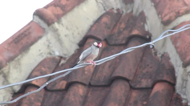 Java sparrow preening on a rooftop cable, displaying natural grooming behavior in an urban environment, highlighting bird habits and urban wildlife