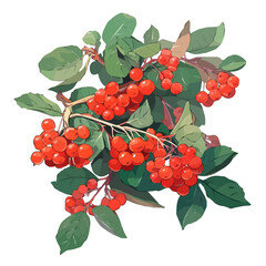 Midyim Berry Plant with Fruit – Soft Watercolor Vector Illustration for Artistic Projects  
