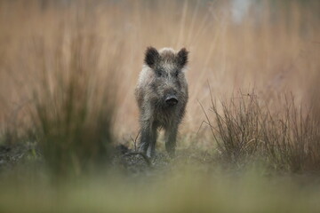 Dzik euroazjatycki, dzik, (Sus scrofa) © Bartosz Rakoczy
