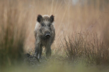Dzik euroazjatycki, dzik, (Sus scrofa) © Bartosz Rakoczy