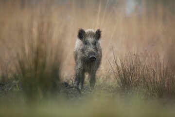 Dzik euroazjatycki, dzik, (Sus scrofa) © Bartosz Rakoczy