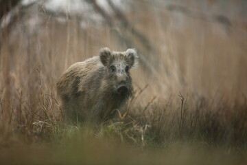 Dzik euroazjatycki, dzik, (Sus scrofa) © Bartosz Rakoczy