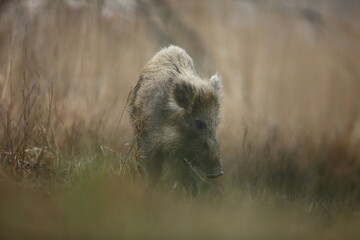 Dzik euroazjatycki, dzik, (Sus scrofa) © Bartosz Rakoczy