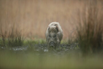 Dzik euroazjatycki, dzik, (Sus scrofa) © Bartosz Rakoczy