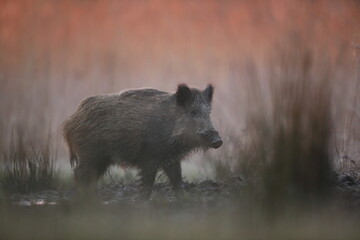 Dzik euroazjatycki, dzik, (Sus scrofa) © Bartosz Rakoczy