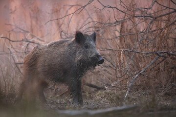 Dzik euroazjatycki, dzik, (Sus scrofa) © Bartosz Rakoczy