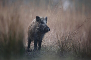 Dzik euroazjatycki, dzik, (Sus scrofa) © Bartosz Rakoczy