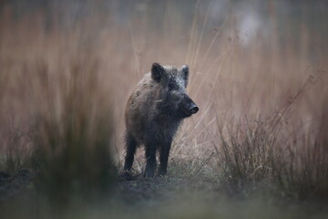 Dzik euroazjatycki, dzik, (Sus scrofa) © Bartosz Rakoczy