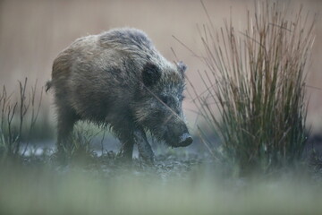 Dzik euroazjatycki, dzik, (Sus scrofa) © Bartosz Rakoczy