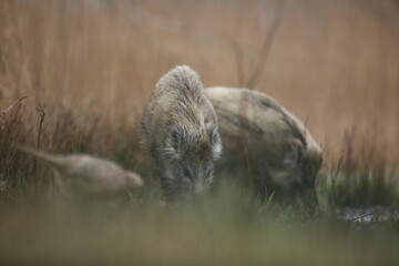 Dzik euroazjatycki, dzik, (Sus scrofa) © Bartosz Rakoczy