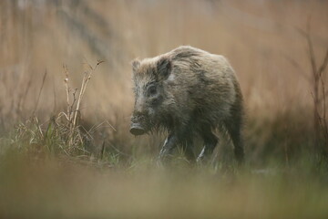 Dzik euroazjatycki, dzik, (Sus scrofa) © Bartosz Rakoczy
