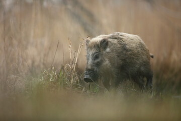 Dzik euroazjatycki, dzik, (Sus scrofa) © Bartosz Rakoczy